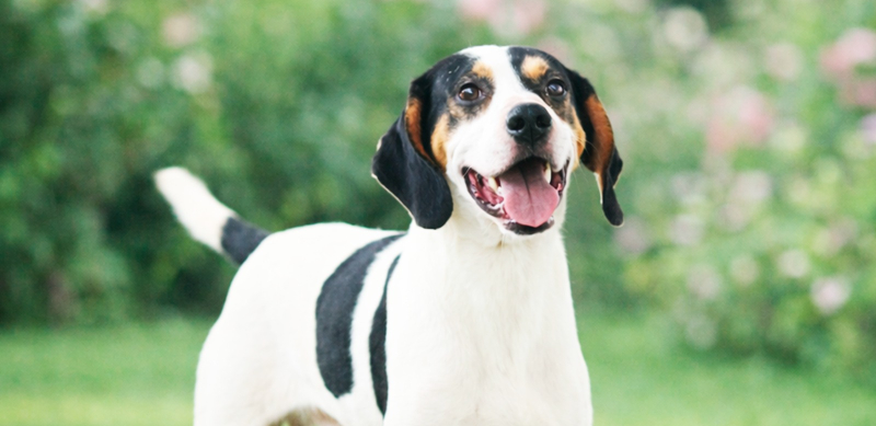 Canil Municipal de Araxá lança “Cãopanha Amor que Late” para incentivar adoção de 150 animais